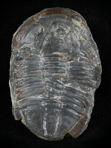 Asaphiscus Trilobite - Wheeler Shale, Utah #24868